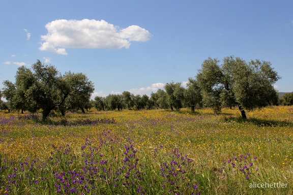 Blumenwiese mit Stein-Eichen (Quercus ilex)